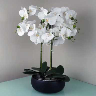 Orchid White Black Ceramic Planter